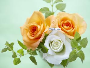 犬用サプリメントを販売している会社